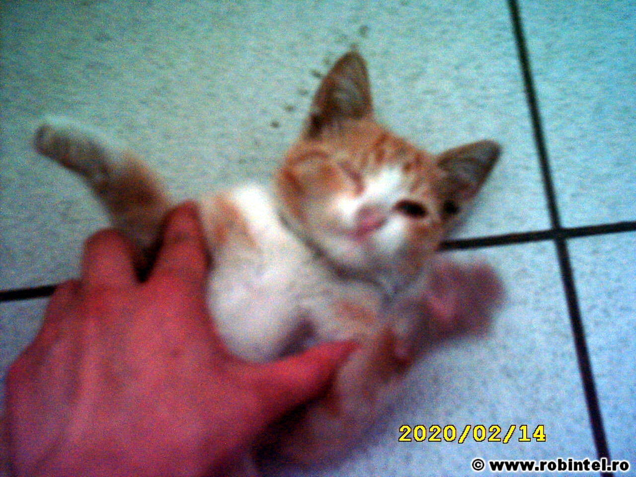 Pisoi sau pisică portocalie care am vrea să fie adoptată urgent (2) Pisoi sau pisică portocalie care am vrea să fie adoptată urgent (2)