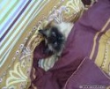 Imagine decorativă pentru articolele cu și despre Guți-Guți Guți-Guți