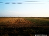 Holde aurii și verzi de grâu, vedere din tren la 29 August 2008 în Câmpia Română