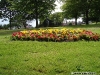 Begonii galbene și mușcate roz în Brooke Park