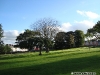 Copaci ciudați în Brooke Park din Derry