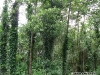 Trunchiuri invadate de plante agățătoare