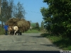 Un țăran ardelea cu un car cu fân tras de boi