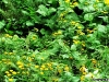 Flori galbene, probabil otrăvitoare, pe marginea drumului