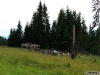 O fostă stână la ieșirea din pădure
