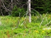 29-trandafir-salbatic-maces-pe-un-versant-excursie-auselu-sureanu-iezeru