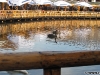 Lebdede negre pe lacul de la Keops