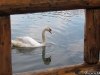 Lebădă albă pe lac la Keops
